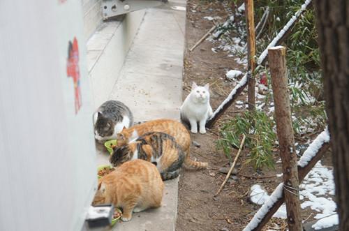 水上公园流浪猫“救助站”每天饭菜香喷喷!