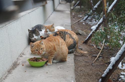 水上公园流浪猫“救助站”每天饭菜香喷喷!